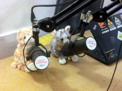 Image des chatons qui parlent au micro